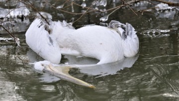 STARE DE ALERTĂ. GRIPA AVIARĂ a ajuns în România. Pelicani morţi în DELTA DUNĂRII